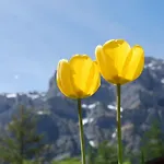 Appartamento Haus Cristal By Interhome *